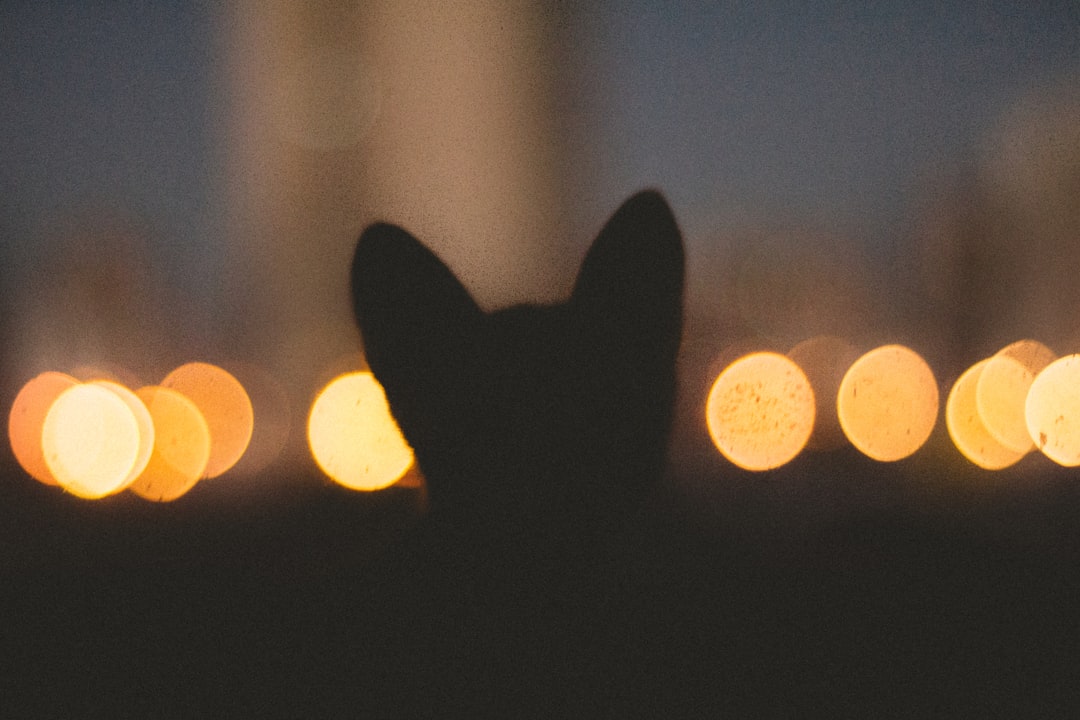 Photo space cat
