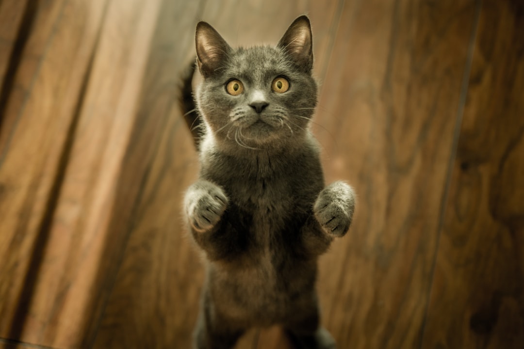Photo Astronaut cat