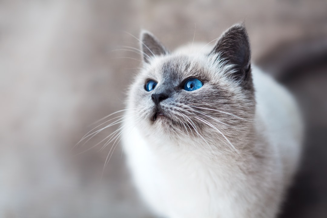 Photo Astronaut cat