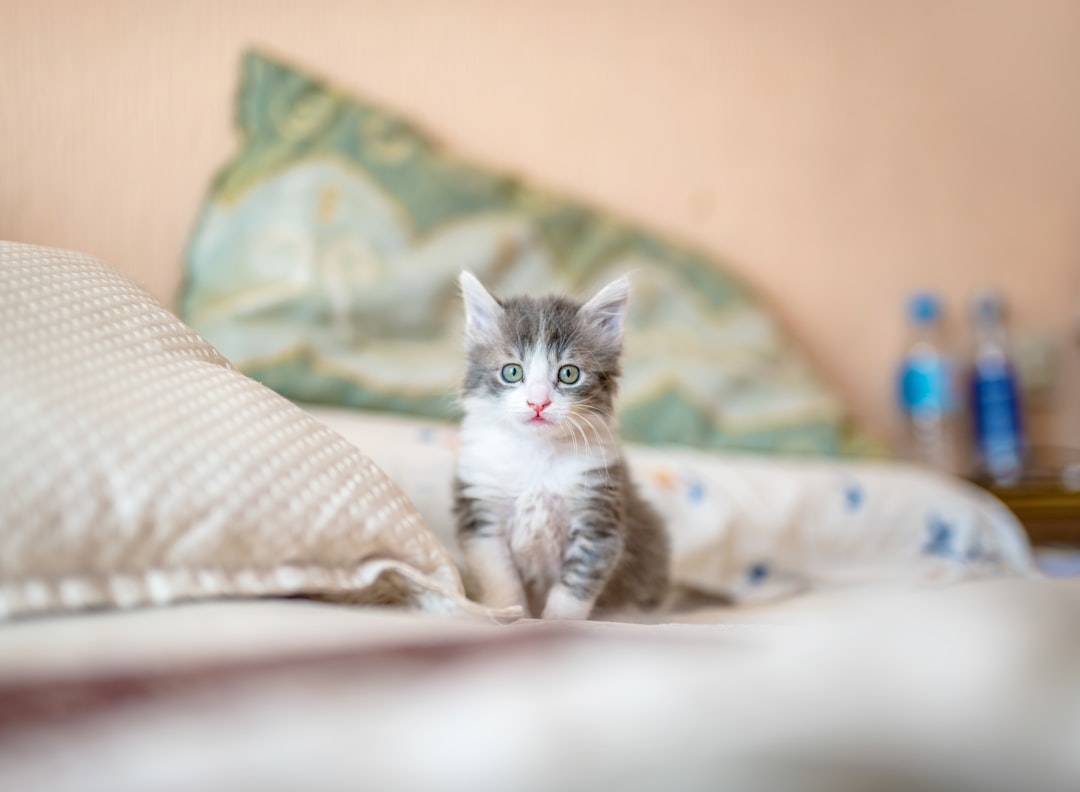 Space Cat: The Purrfect Astronaut