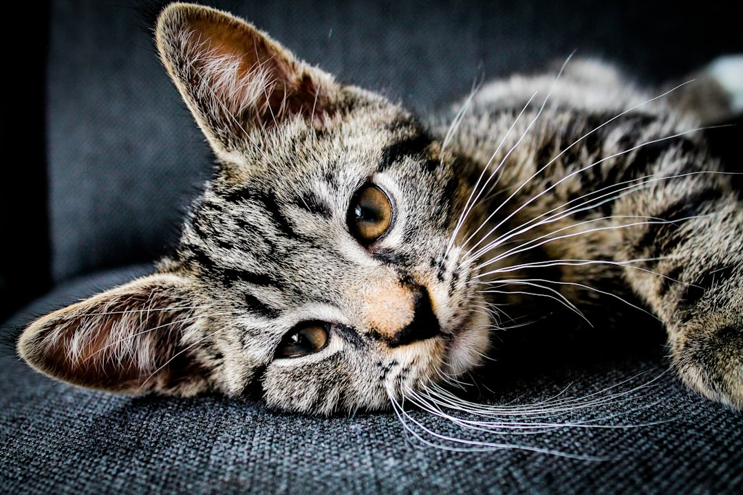 Exploring the Universe with Space Cat