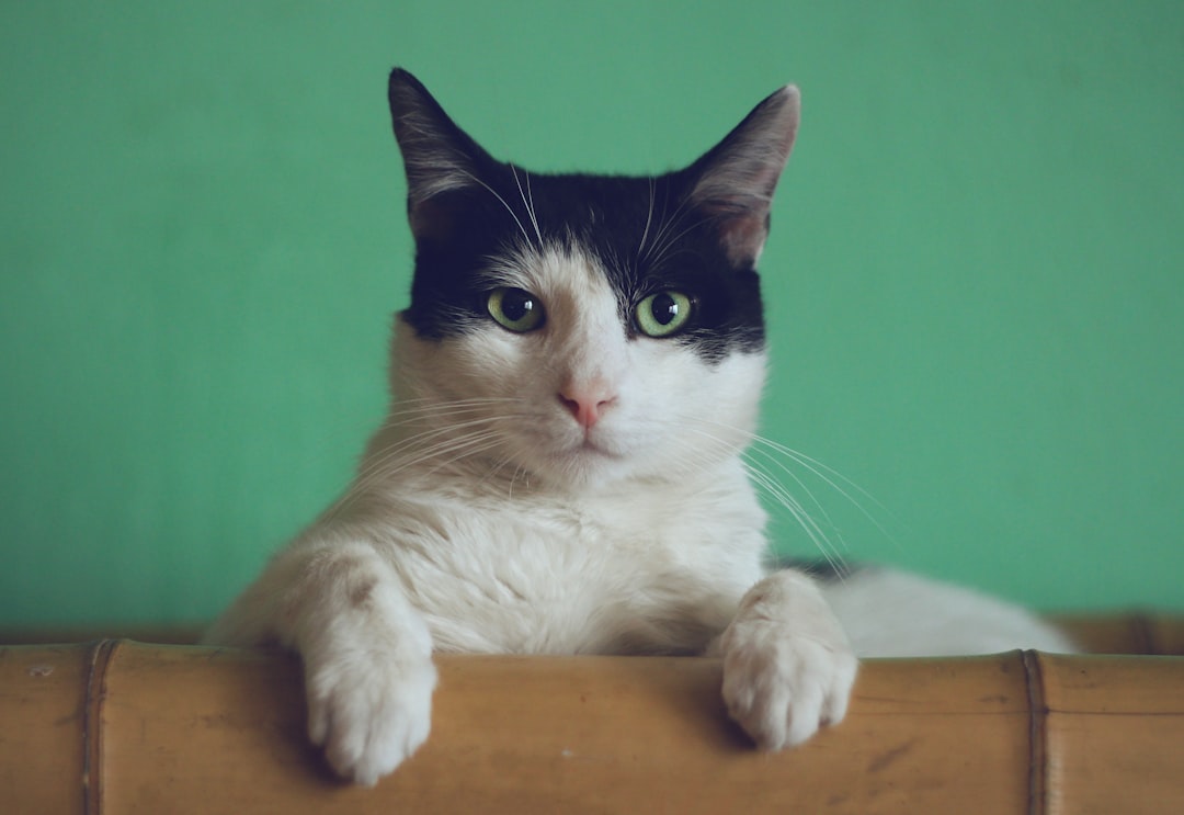 Photo Astronaut cat