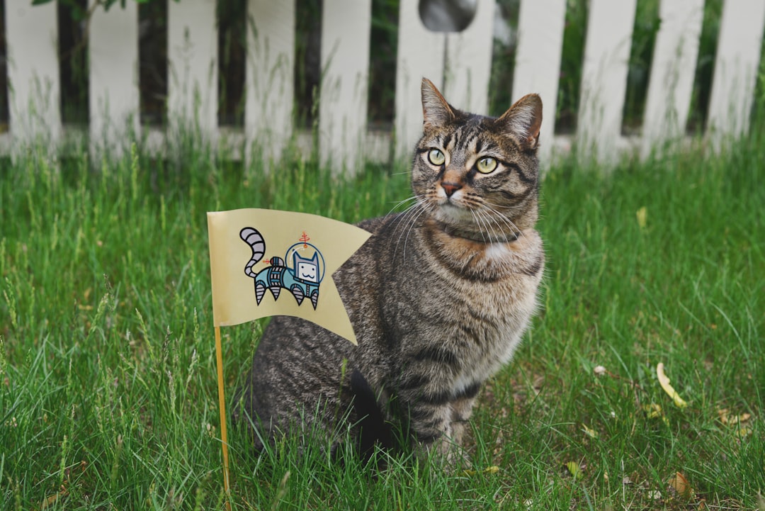 Photo Astronaut cat