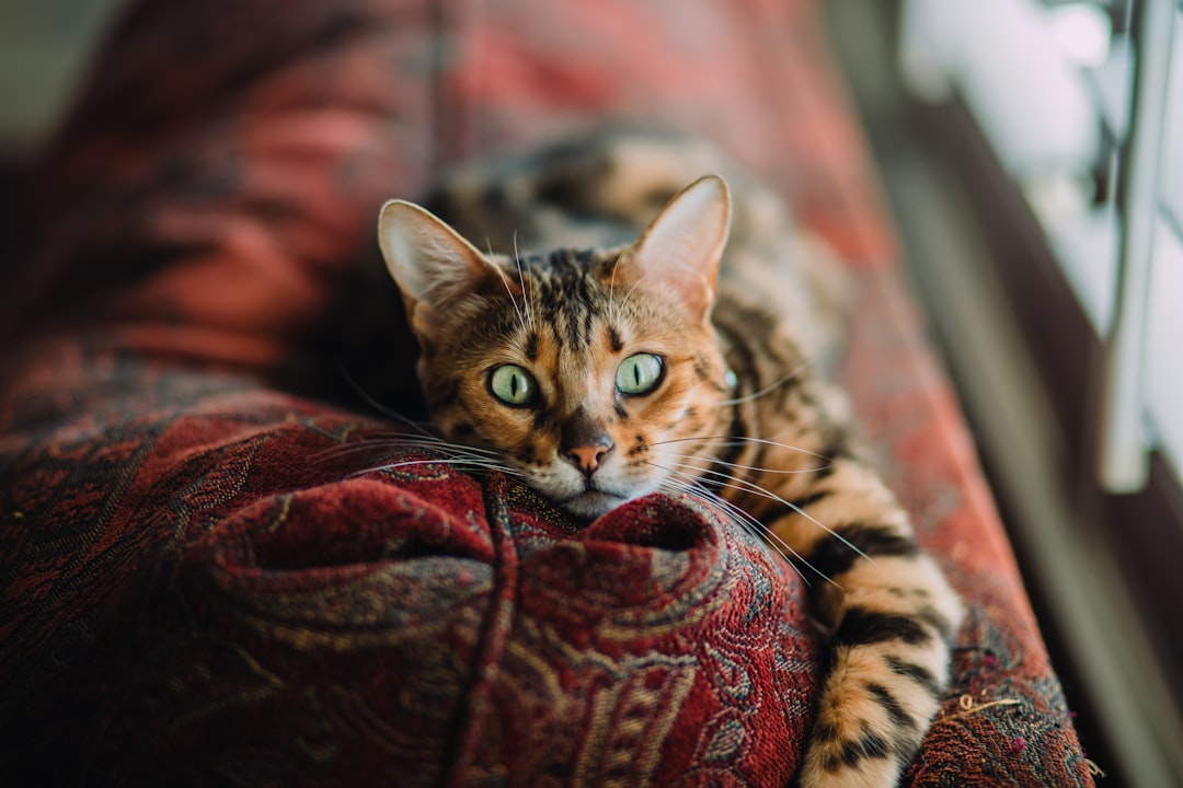 Exploring the Universe with Space Cat