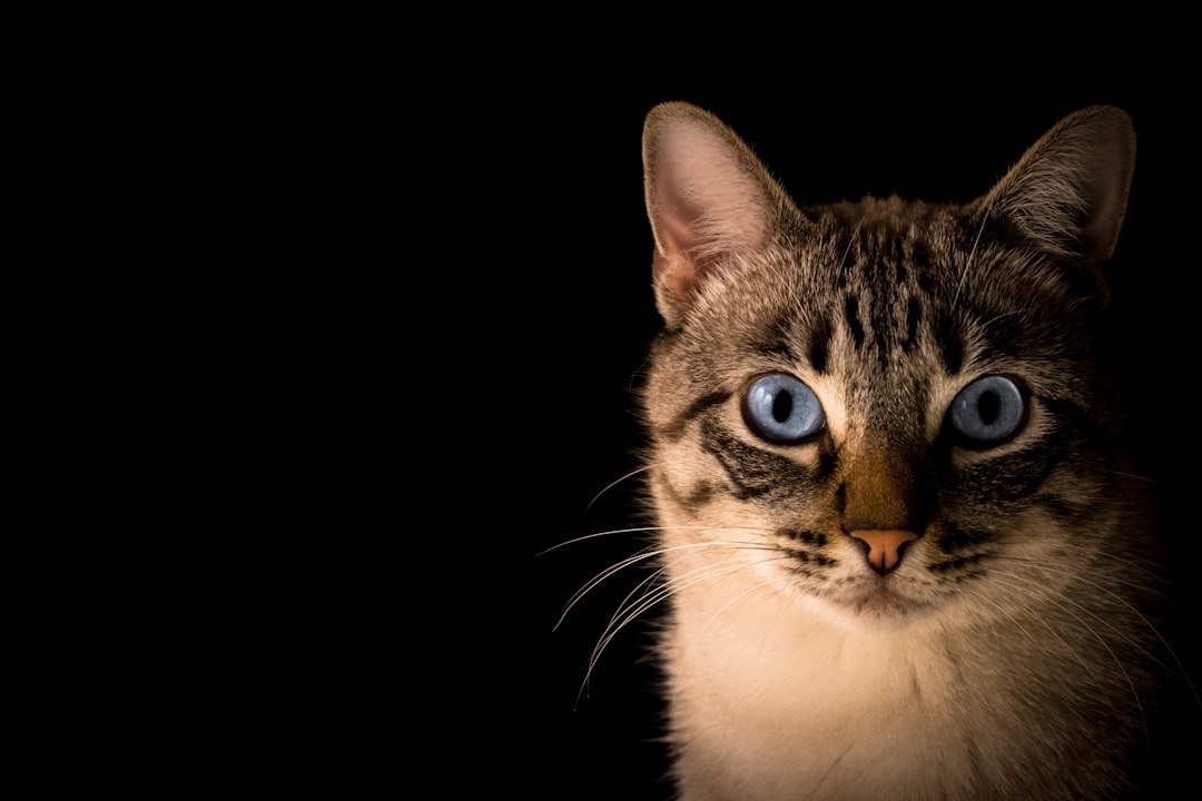 Exploring the Universe with Space Cat