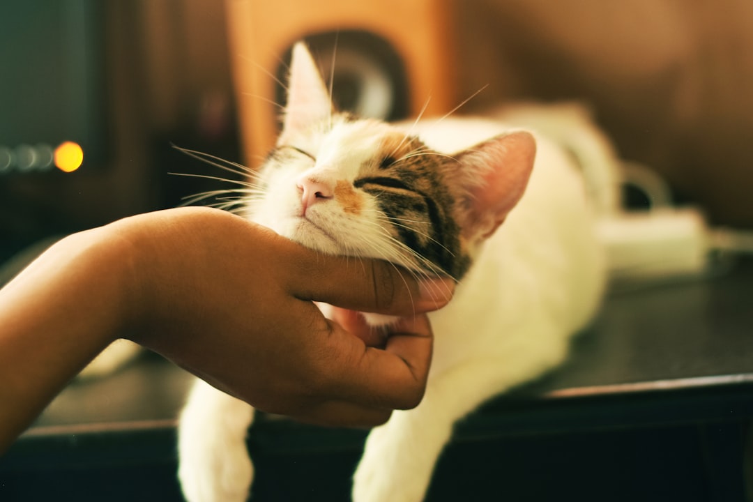 Exploring the Universe with Space Cat